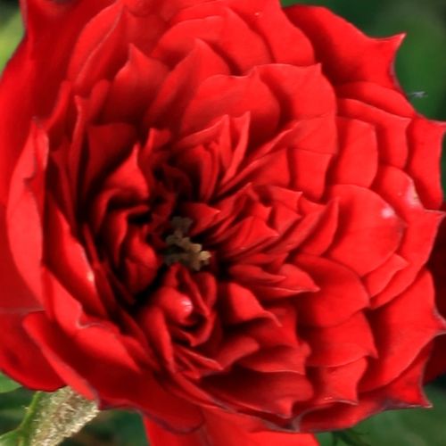 Rosa Detroit™ - rosa de fragancia discreta - Árbol de Rosas Miniatura - rosal de pie alto - rojo - -- forma de corona compacta - Rosal de árbol con flores pequeñas que florecen abundantemente.